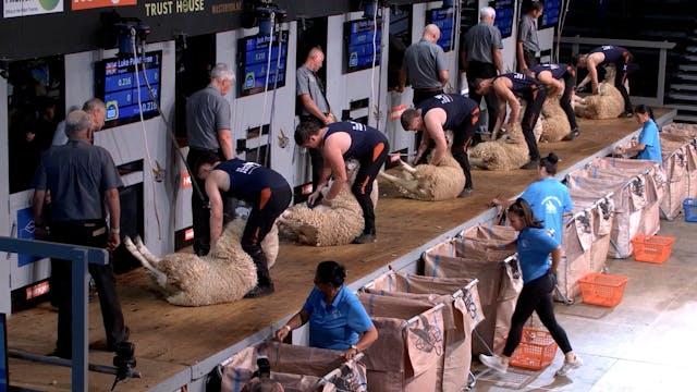 Senior Shearing Heats (2026) - Round ...