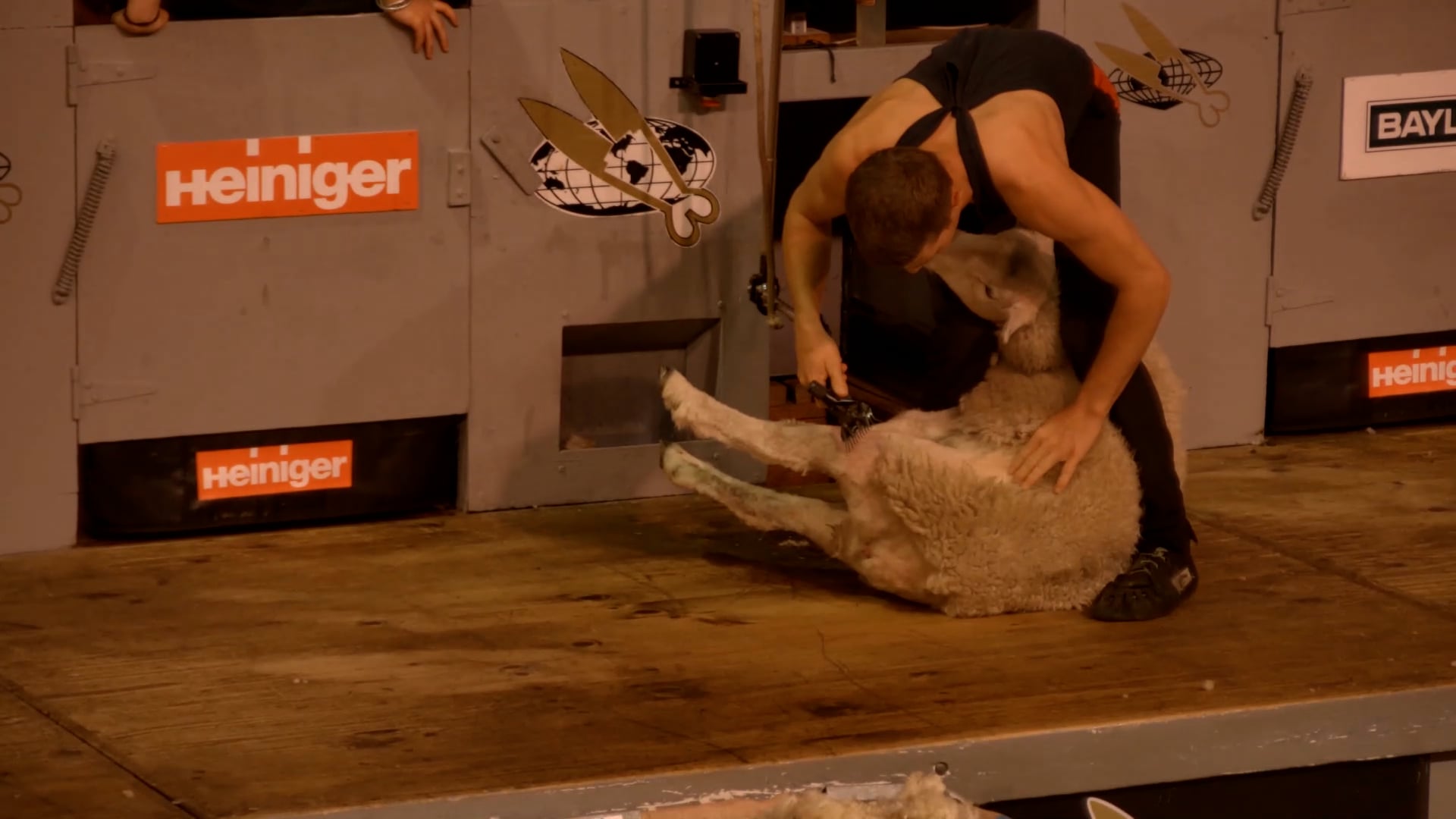 Senior Speed Shearing Heats - Round 17