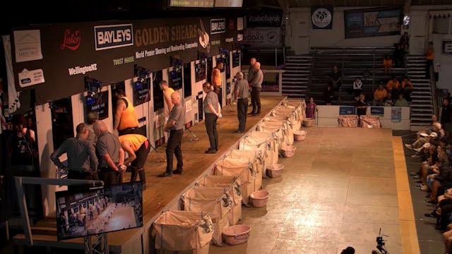 Golden Shears Senior Shearing Heat 3