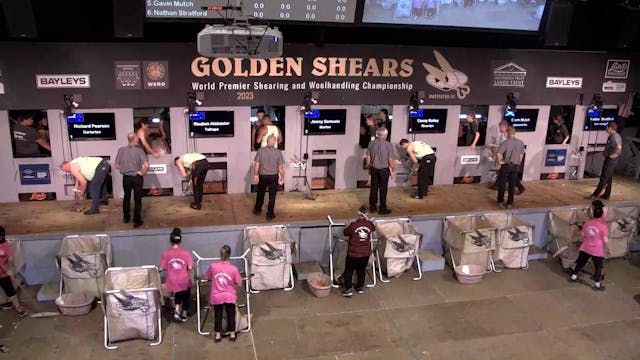 Golden Shears Bayleys Open Shearing  ...