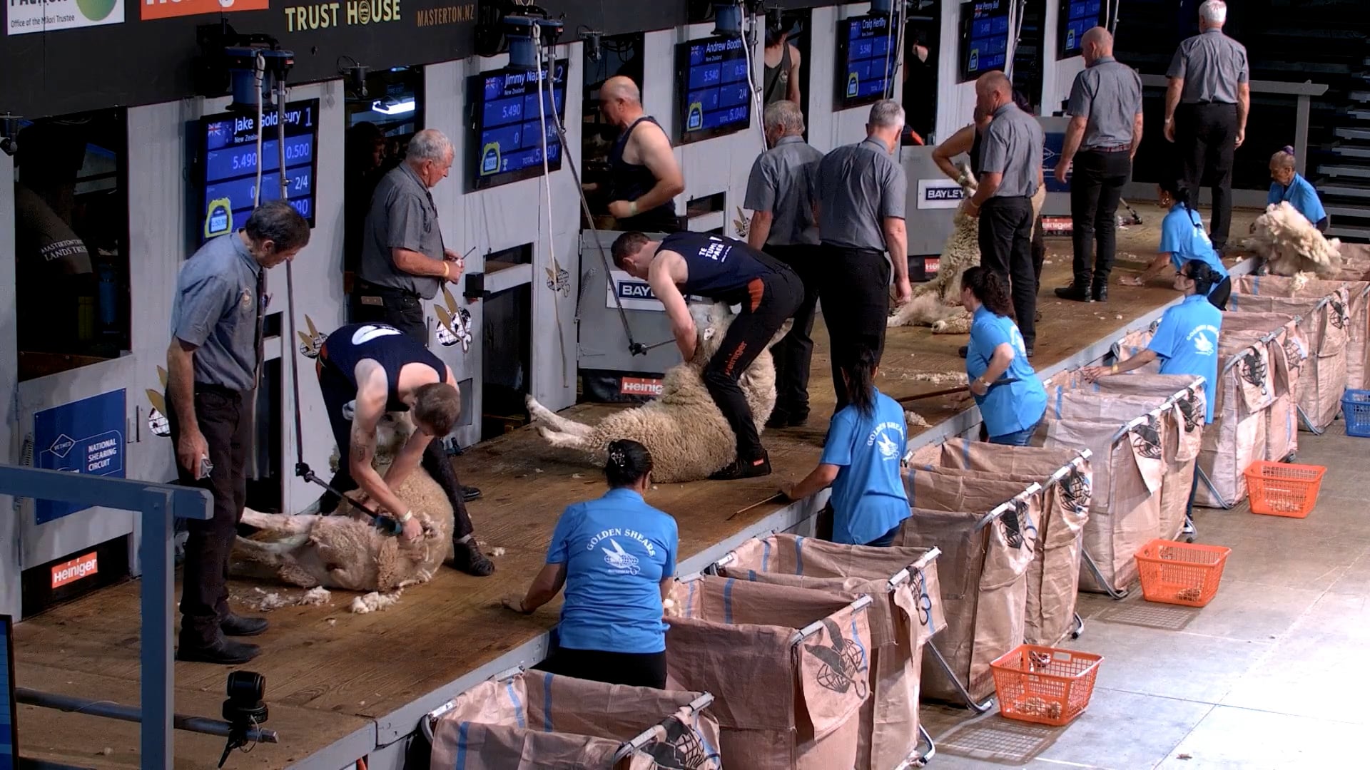 Senior Shearing Heats (2026) - Round 7 Part 2