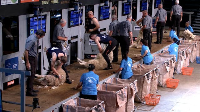 Senior Shearing Heats (2026) - Round ...