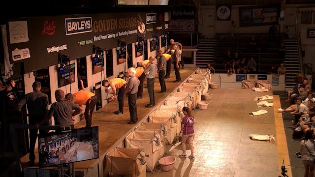 Bayleys  Open Shearing Heats Shearing...