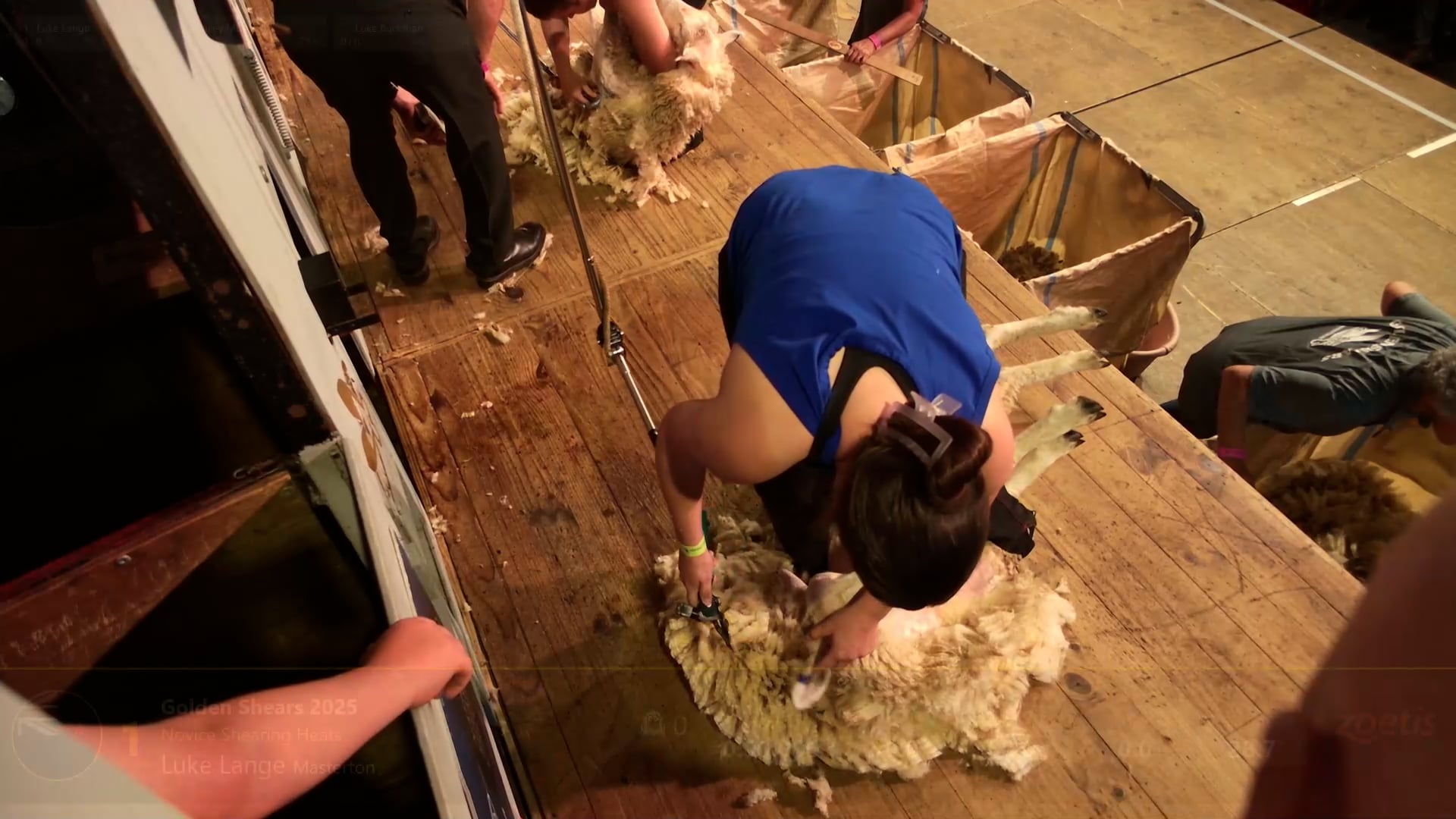 Novice Shearing Heats - Round 11