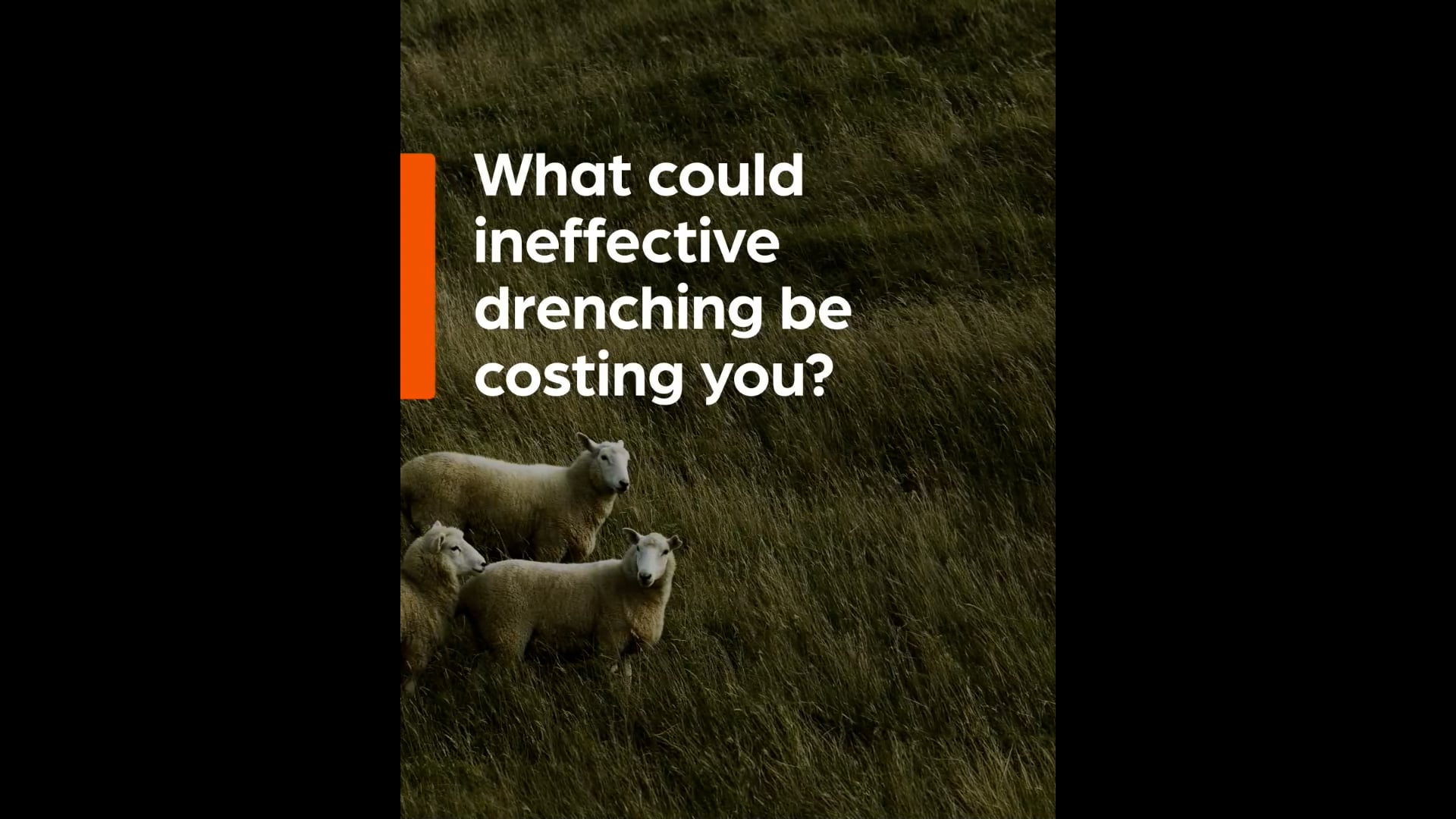 Junior Speed Shearing Heats - Round 3