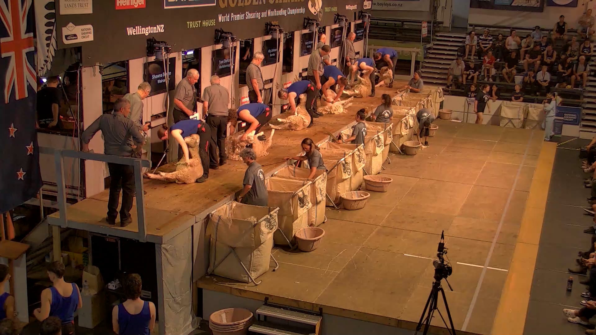 Junior Shearing Heats - Round 9