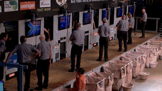 Open Shearing Heats (2026) - Round 4