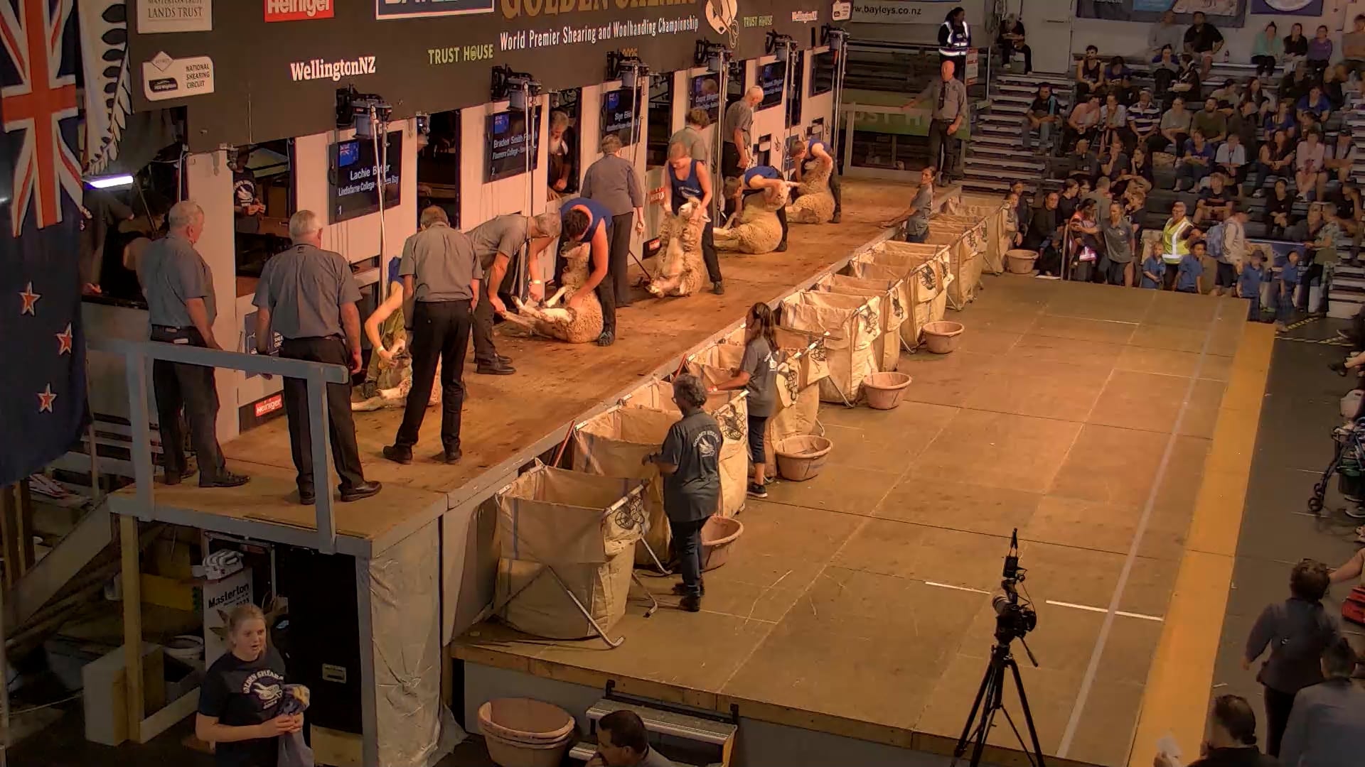 Novice Shearing Heats - Round 1_20250227_121247
