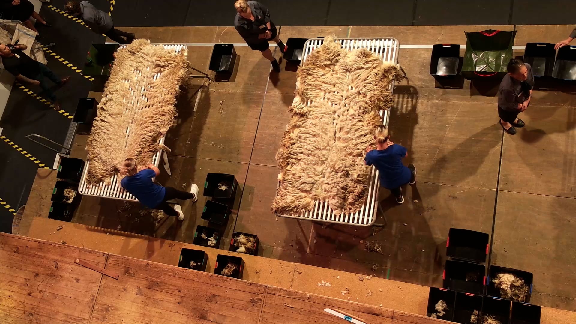 Novice Woolhandling Heats - Round 1