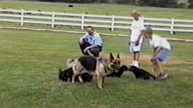 Tigger's Puppies