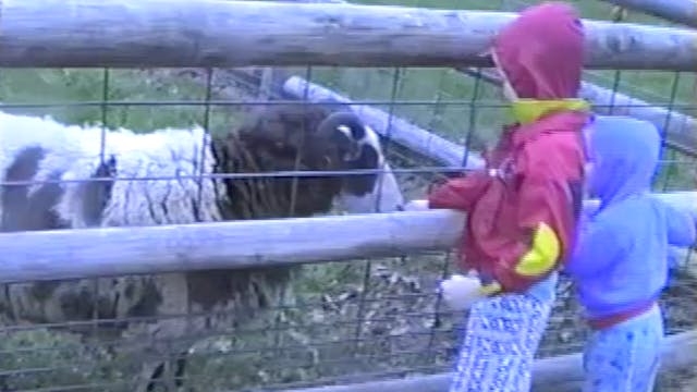 Another Petting Zoo