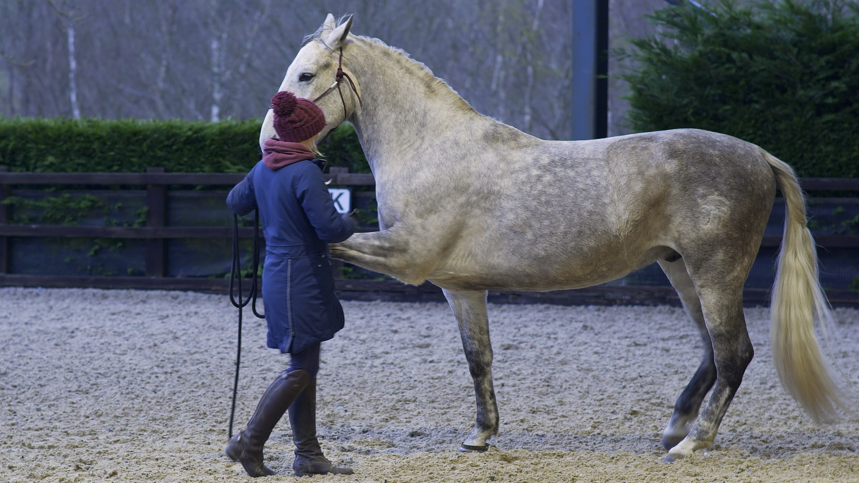 TEACH YOUR HORSE SPANISH WALK FROM JAMBETTE