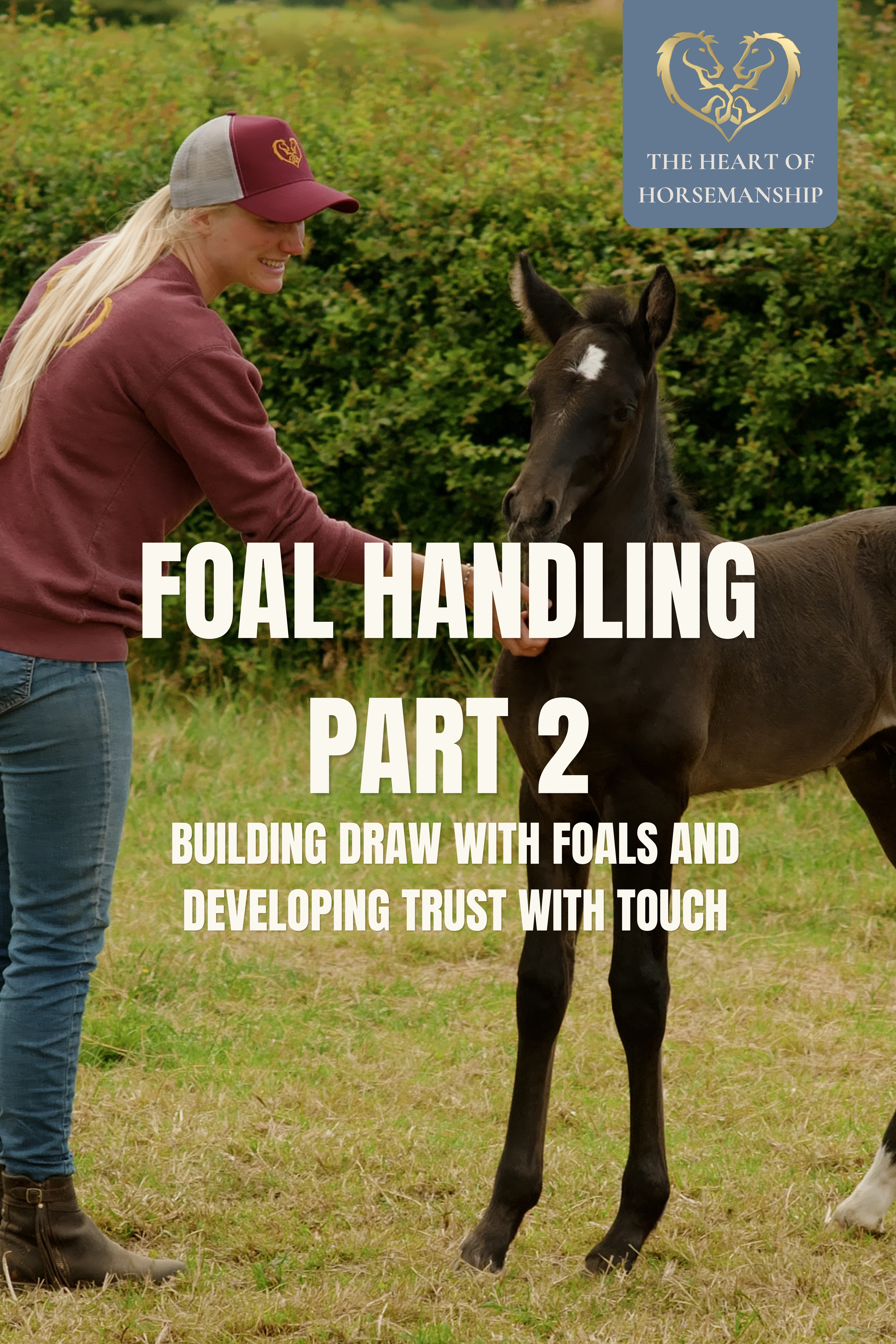 BUILDING DRAW WITH FOALS AND DEVELOPING TRUST WITH TOUCH