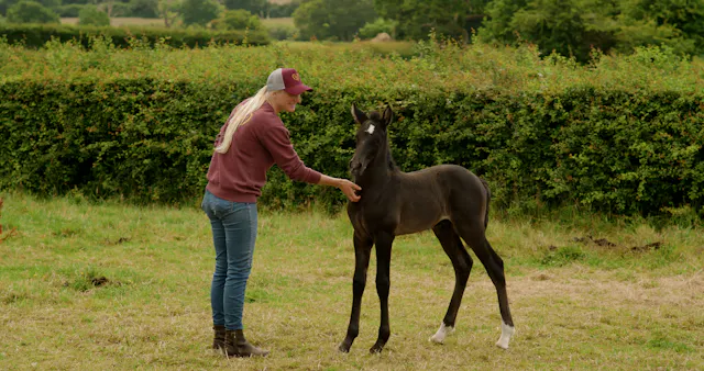BUILDING DRAW WITH FOALS AND DEVELOPI...