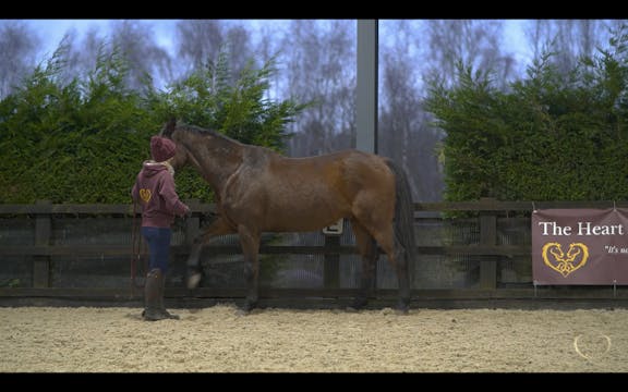 TEACH YOUR HORSE SPANISH WALK
