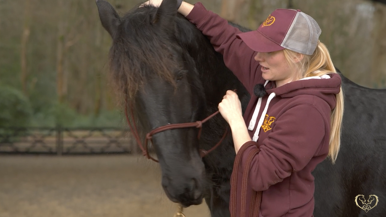 Essential Horsemanship