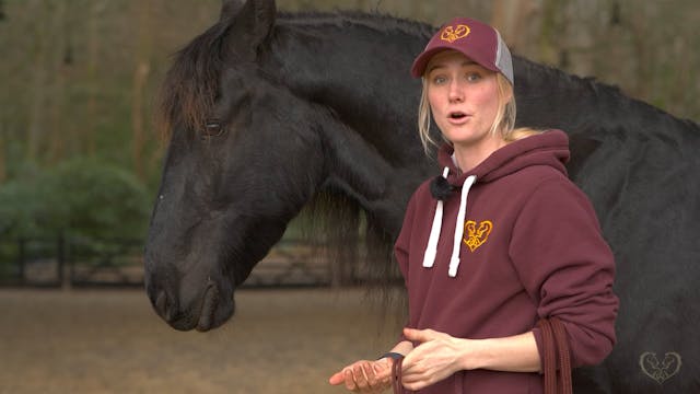 HOW TO HALTER YOUR HORSE