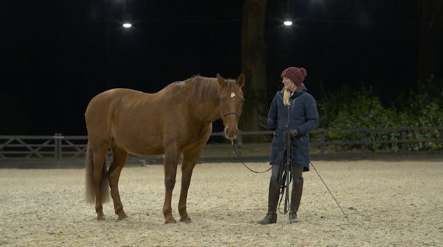 HELP YOUR HORSE TO CONSCIOUSLY RELAX
