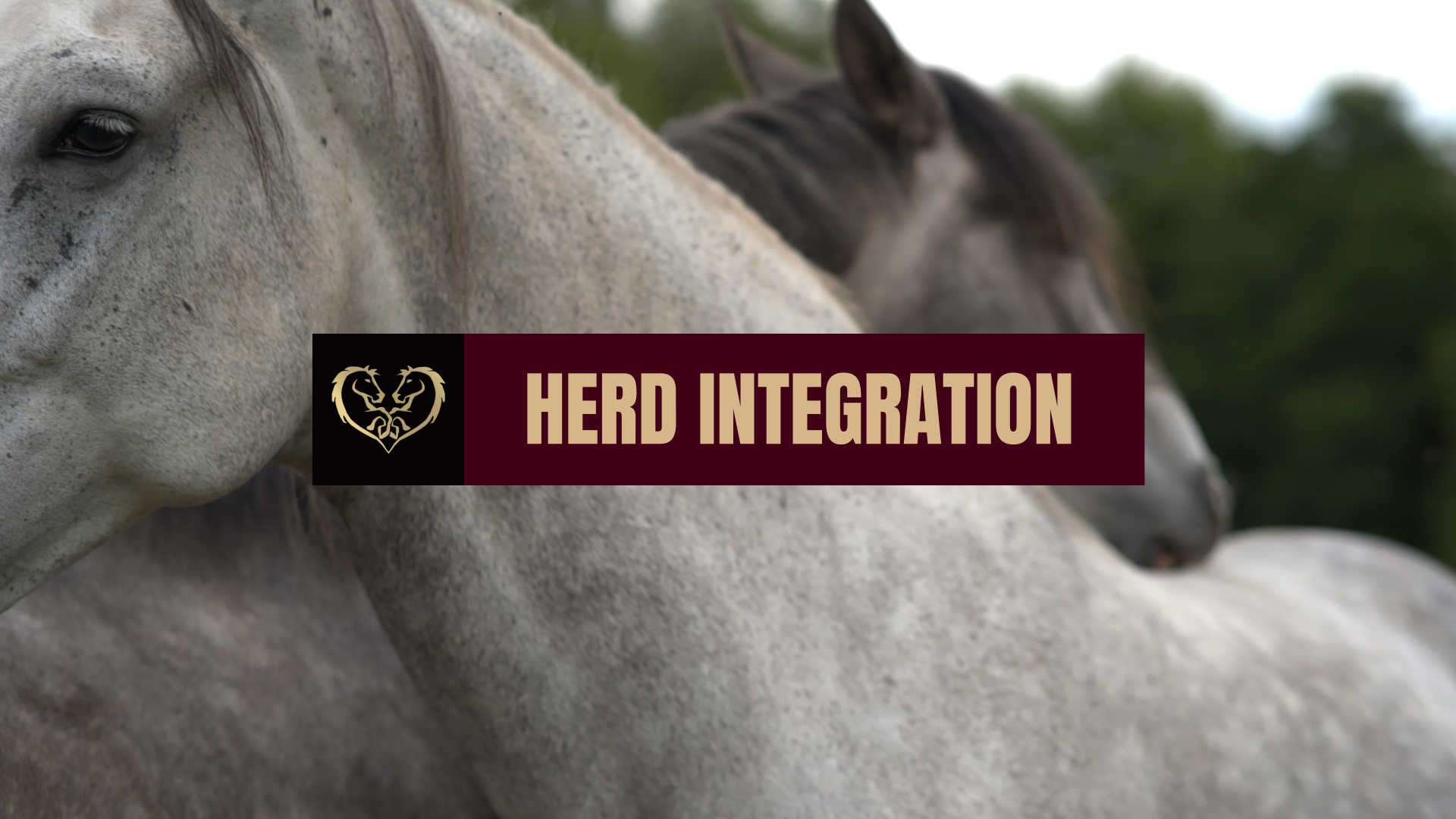HERD INTEGRATION