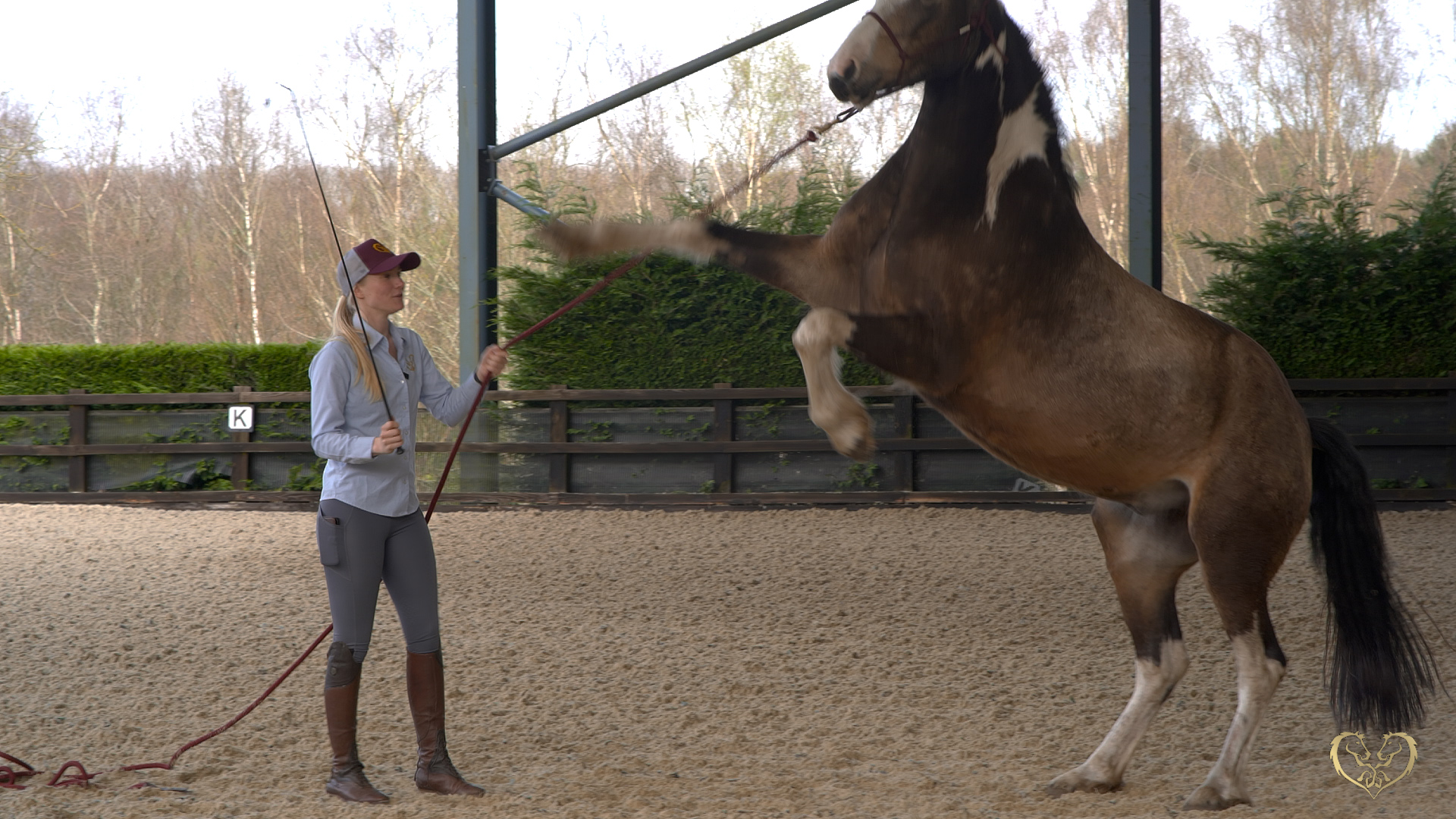 FIRST GROUNDWORK SESSION WITH A YOUNG HORSE