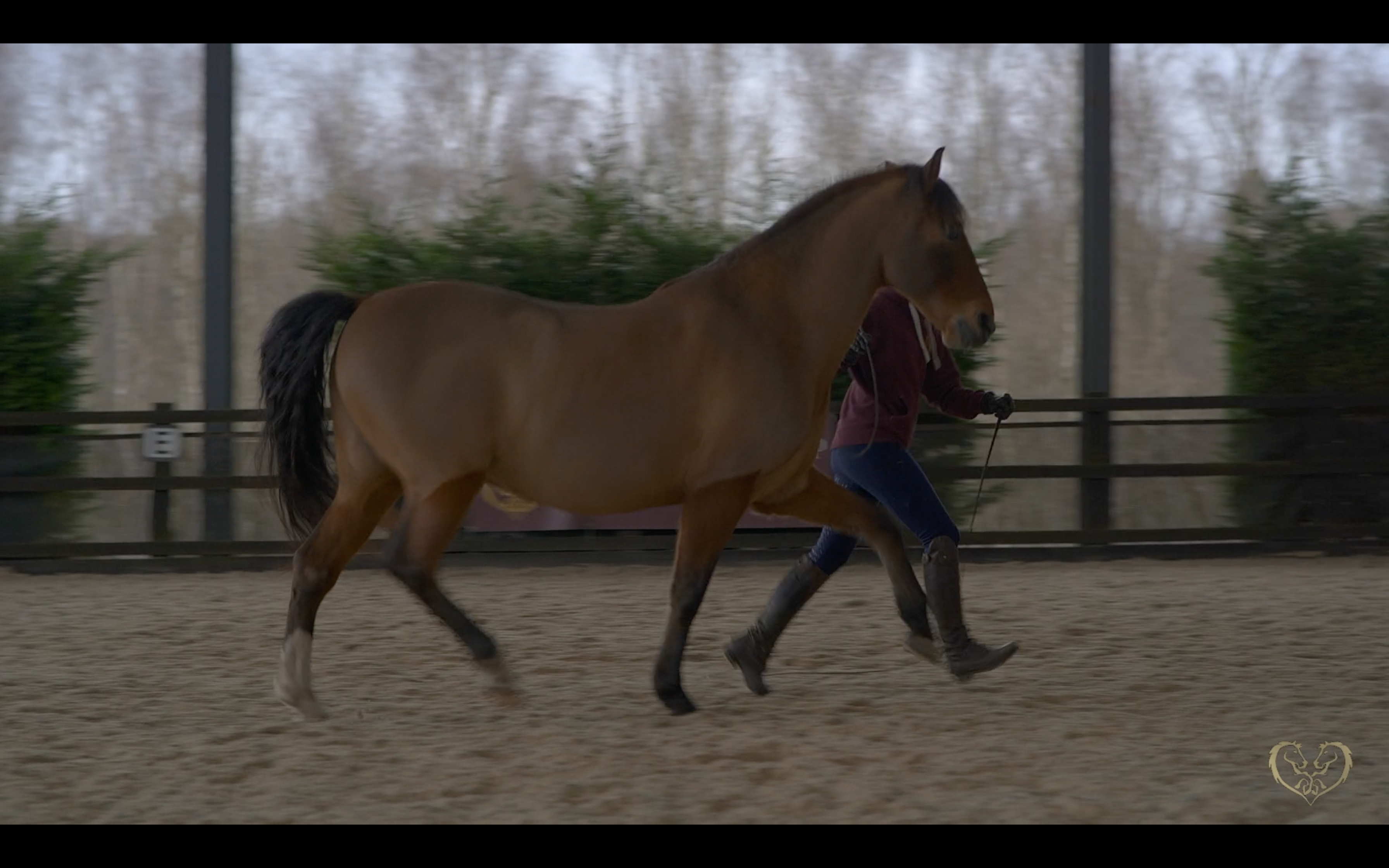 PROGRESSING SPANISH WALK TO SPANISH TROT