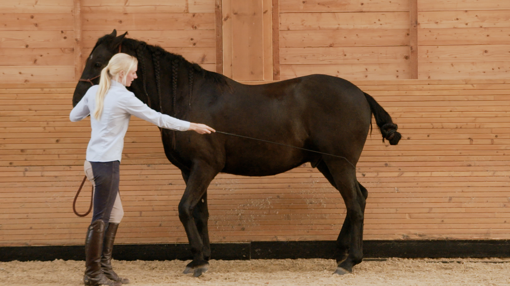 TEACH YOUR HORSE PIAFFE