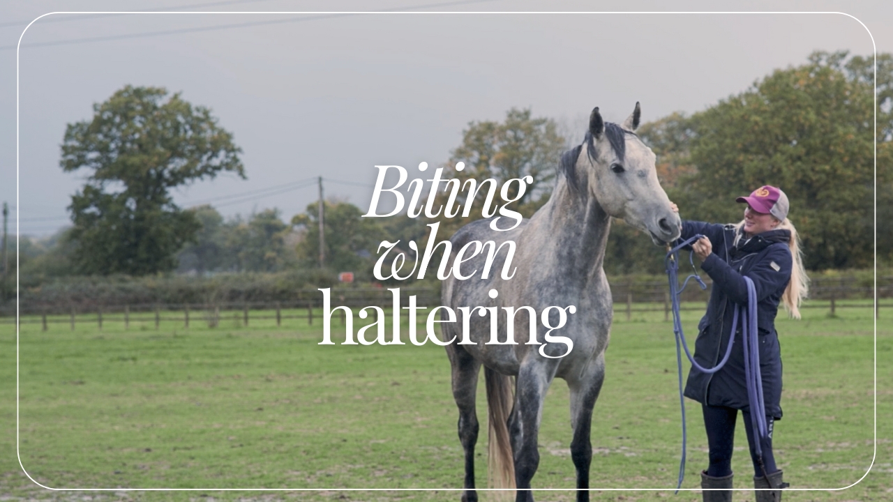 BITING WHEN HALTERING