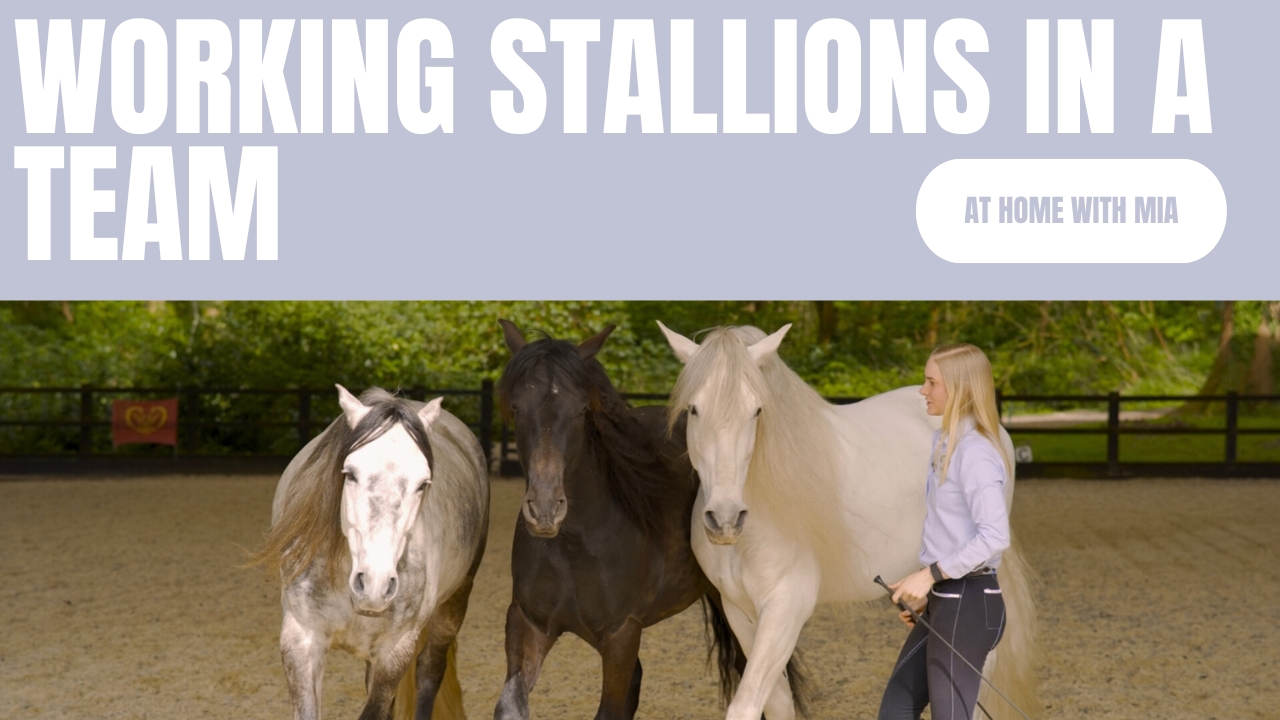 WORKING STALLIONS IN A TEAM