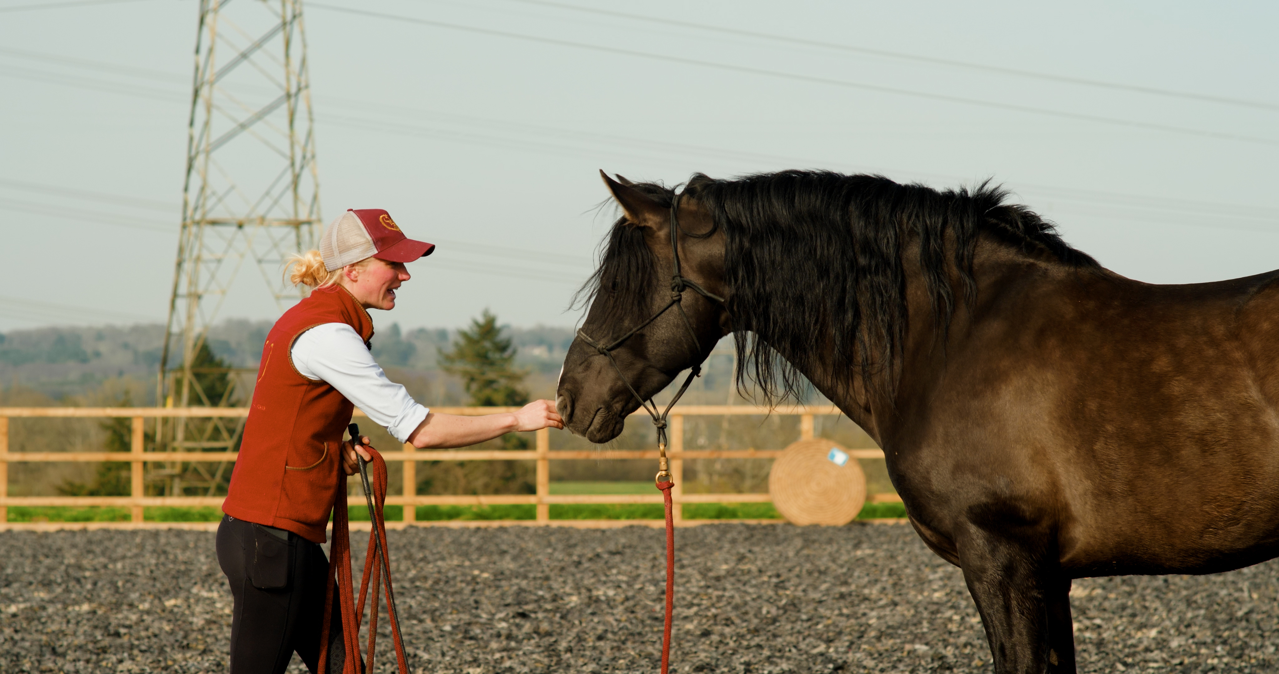 BOUNDARY SETTING WITH STALLIONS & DOMINANT HORSES