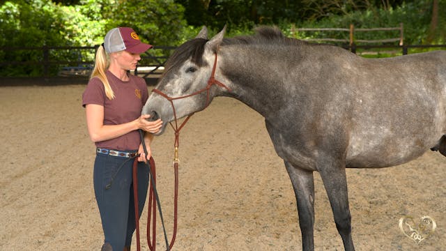 WHY HORSES MUST TRUST US FIRST