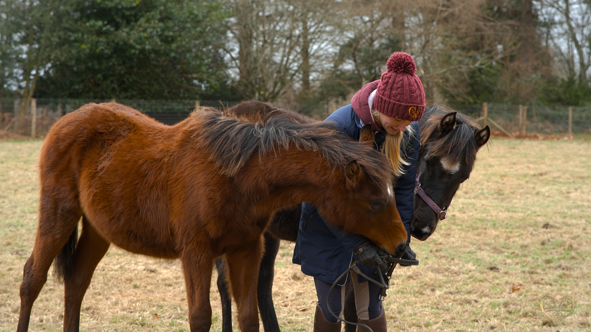 INTRODUCING THE HEADCOLLAR