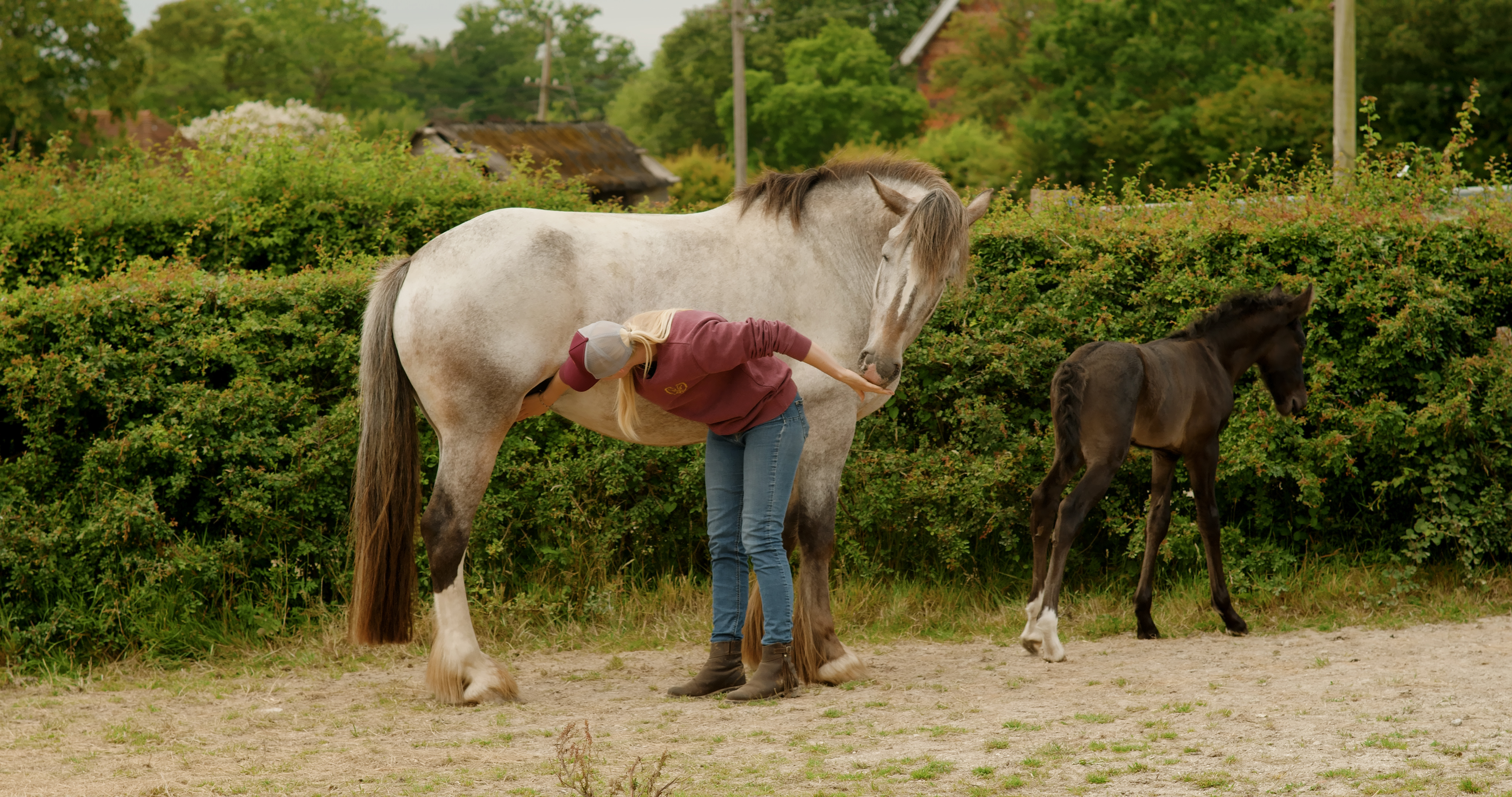 INTRODUCING OUR NEW FOAL, IMPRINTING AND MARE PREPARATION