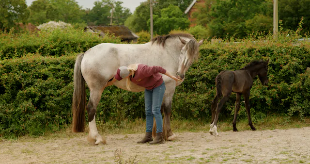 INTRODUCING OUR NEW FOAL, IMPRINTING ...