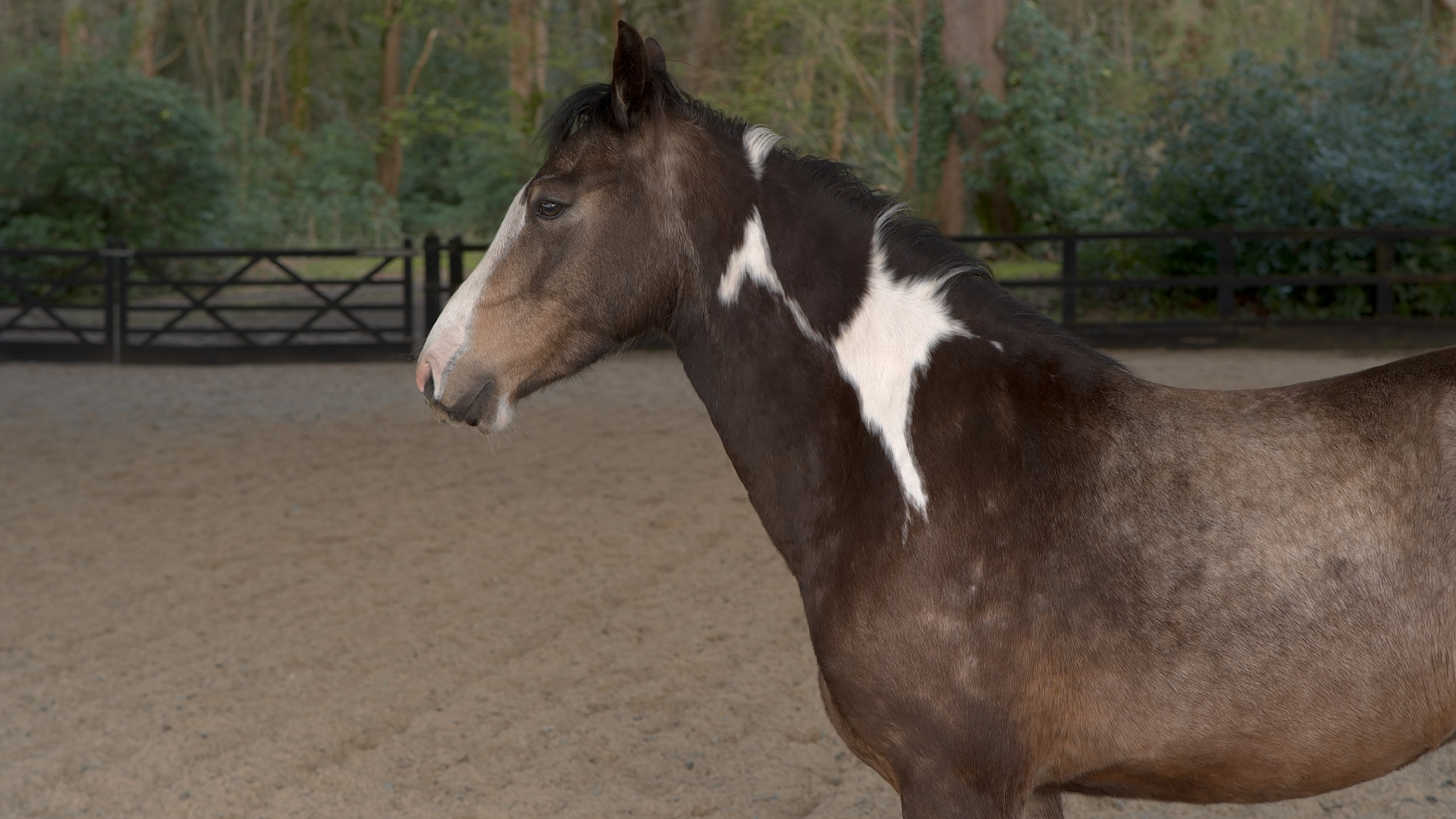 WORKING WITH A YOUNG HORSE AT LIBERTY