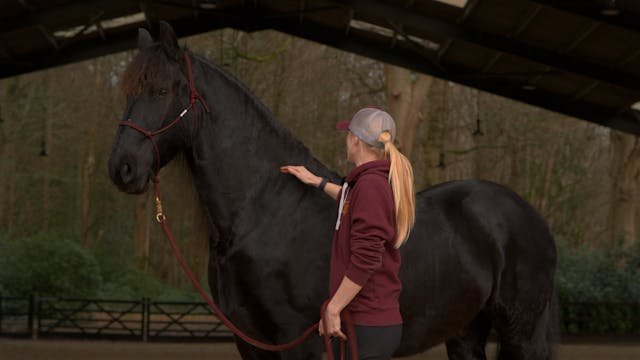 HOW TO TEACH YOUR HORSE TO LOWER THEI...