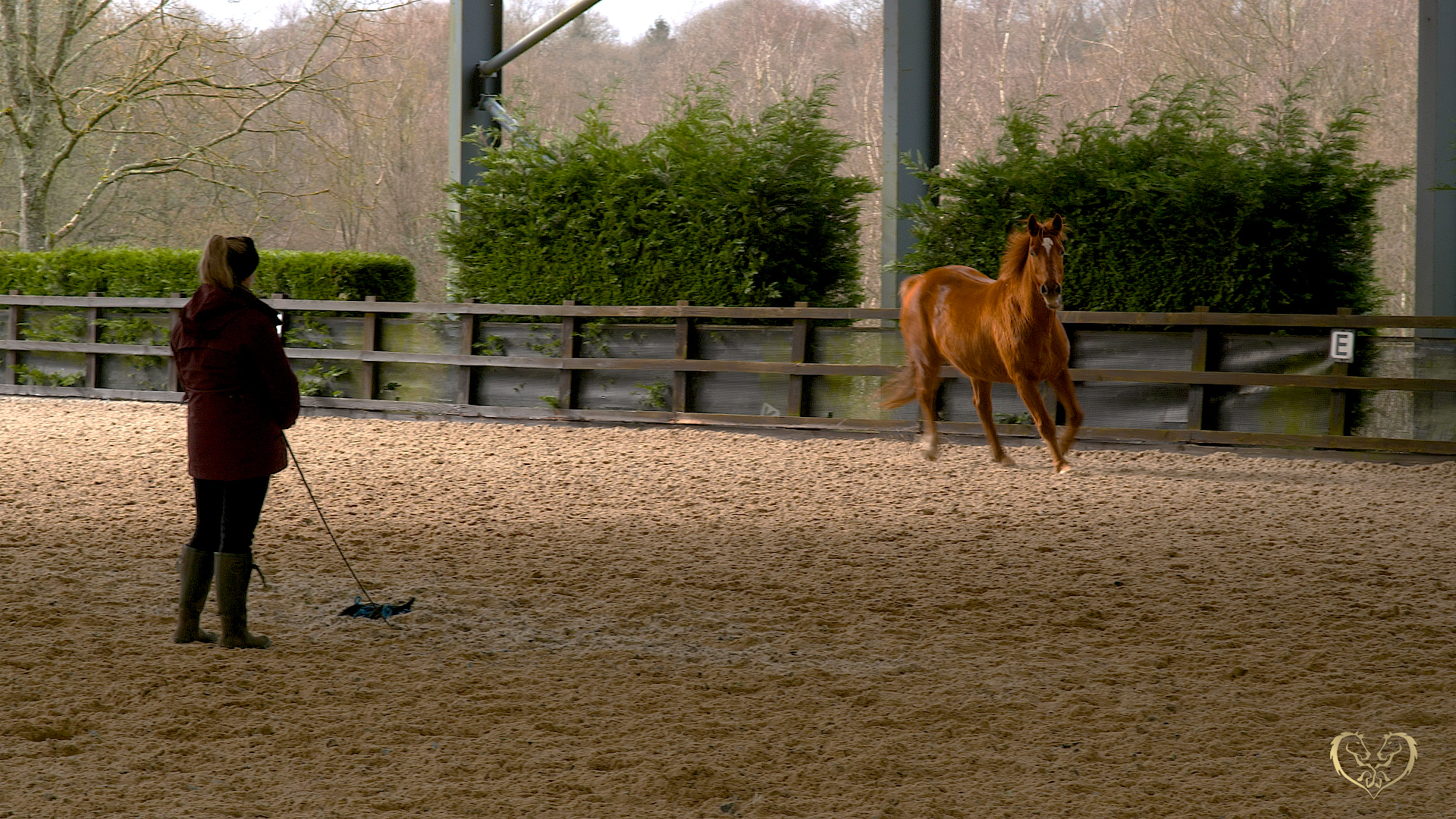 WHAT TO DO IF YOUR HORSE DITCHES YOU AT LIBERTY