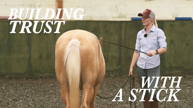 HOW TO BUILD A YOUNG HORSE'S TRUST WI...