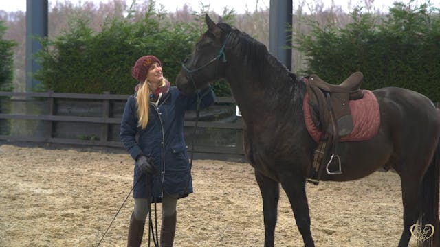 GROUNDWORK FOR A YOUNG HORSE IN A NEW...