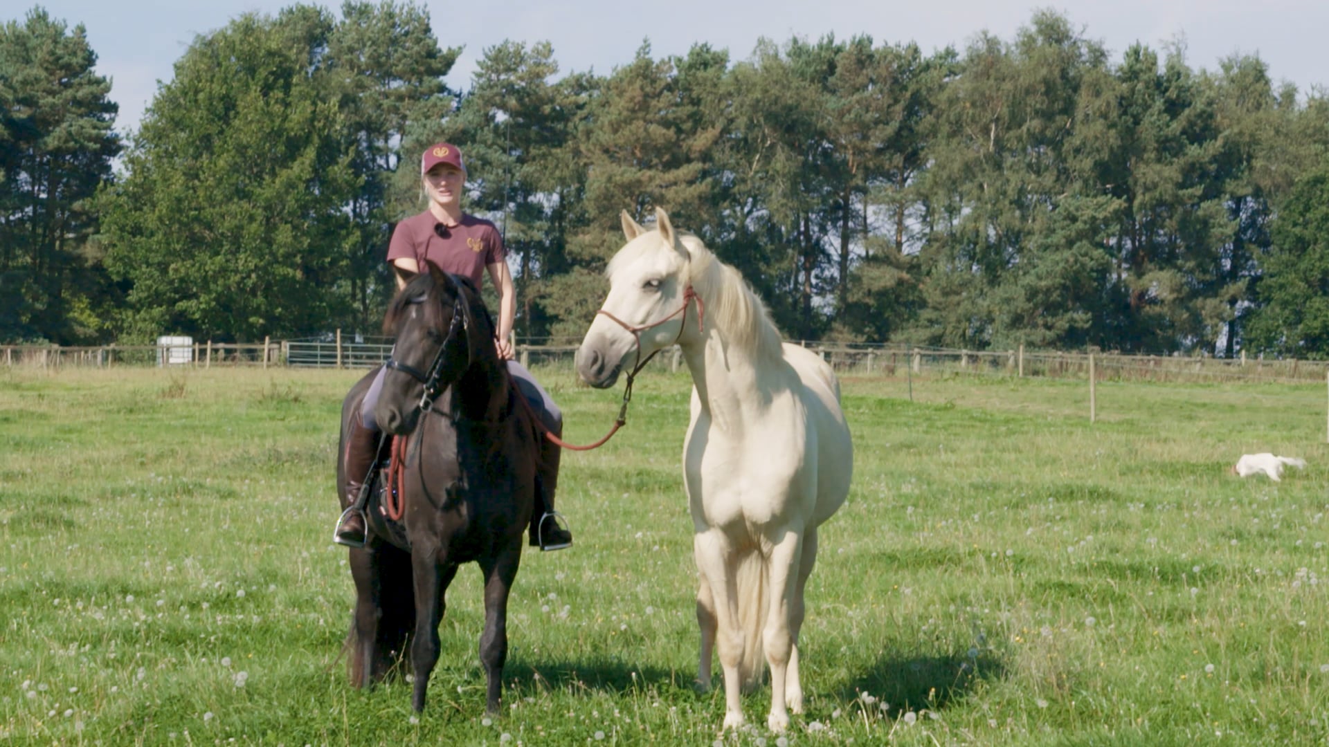 TEACHING A DOMINANT HORSE HOW TO PONY