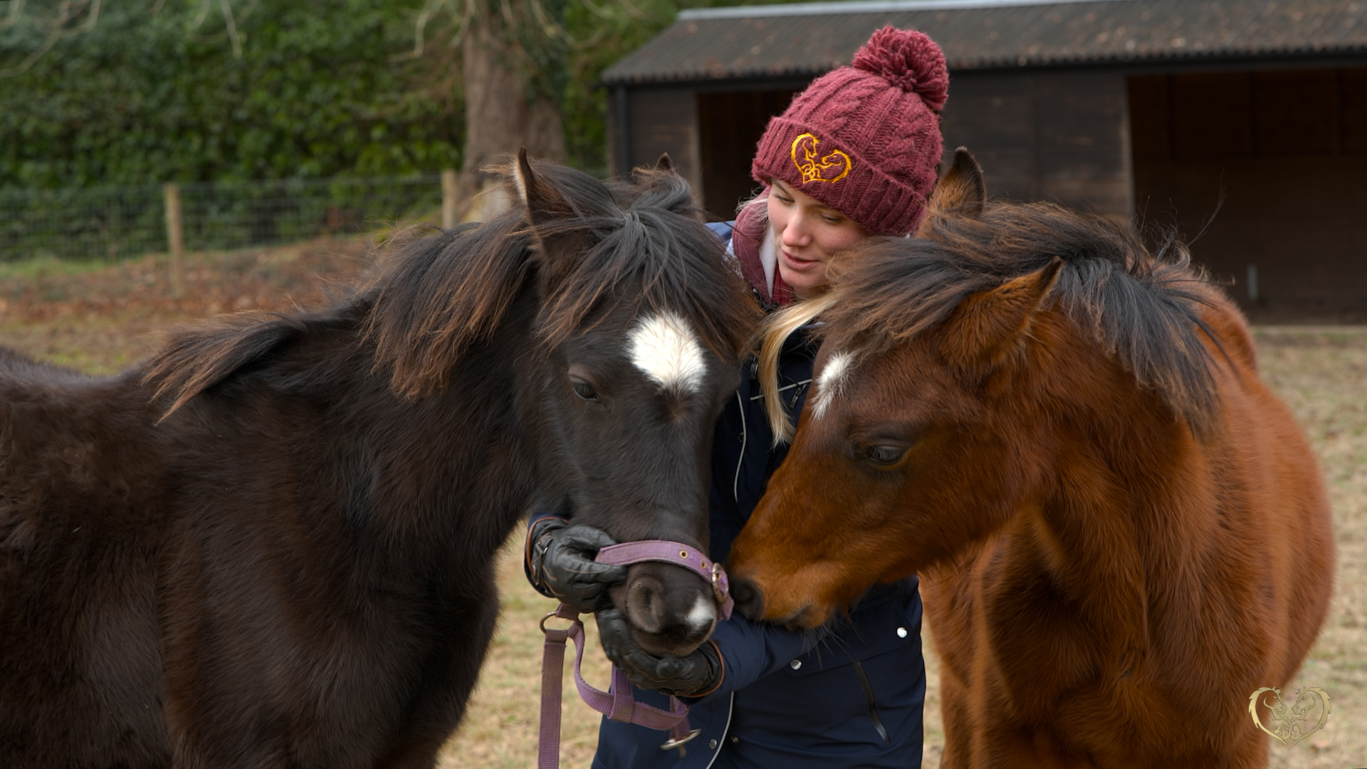 INTRODUCING THE HEADCOLLAR PART 2