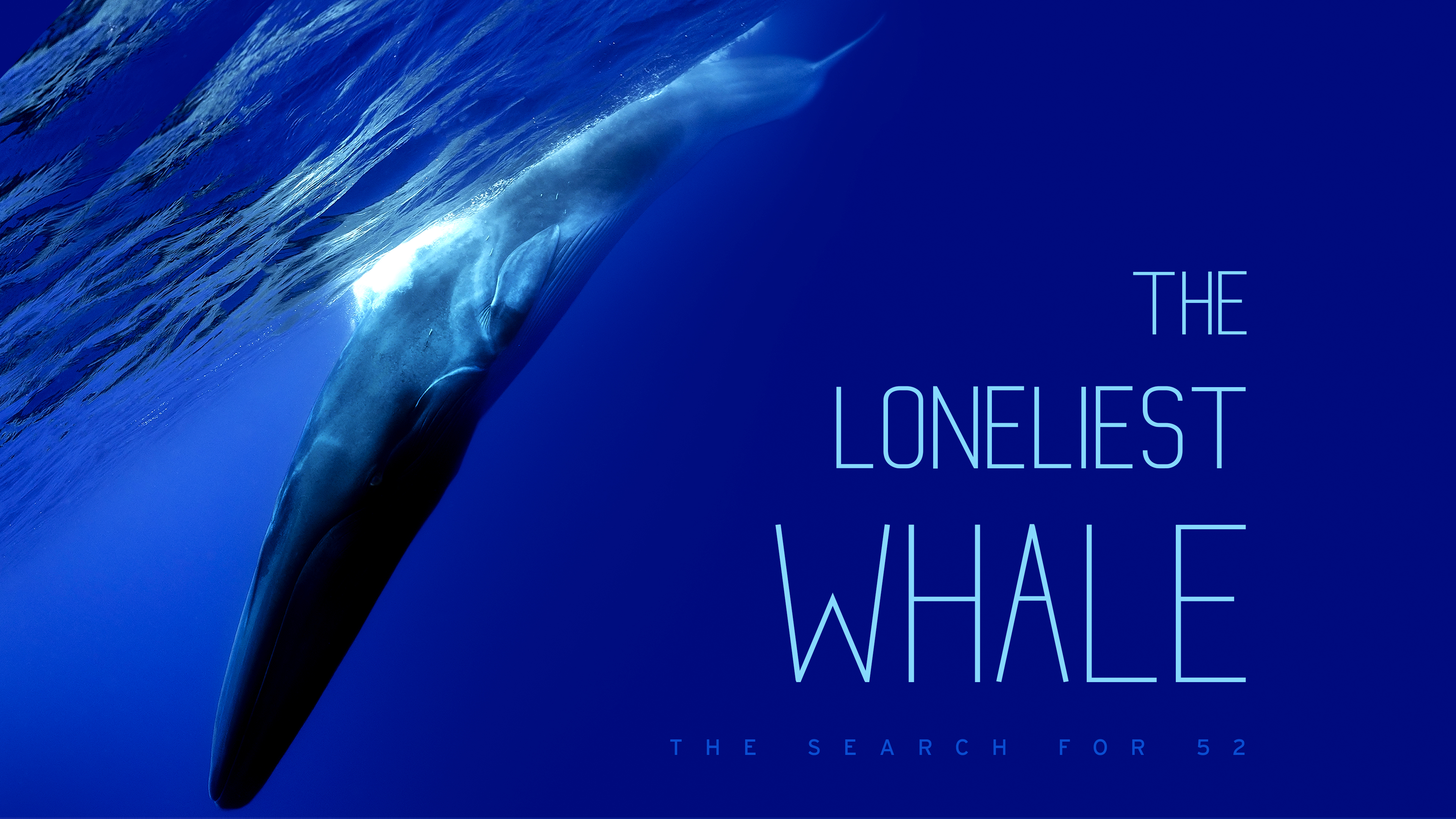 The Loneliest Whale