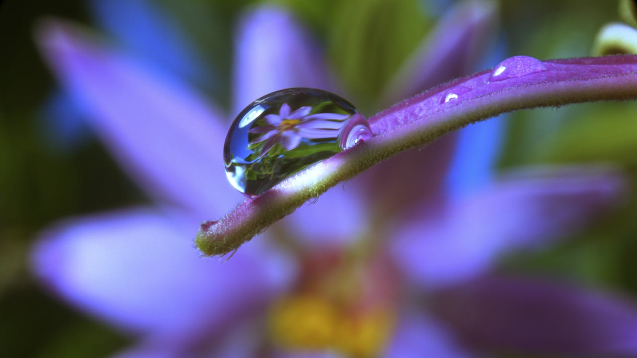 Moving Art Flowers Moving Art Season 1 THE LOUIE CHANNEL