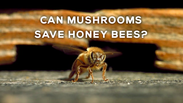 Can Mushrooms Save Honey Bees?