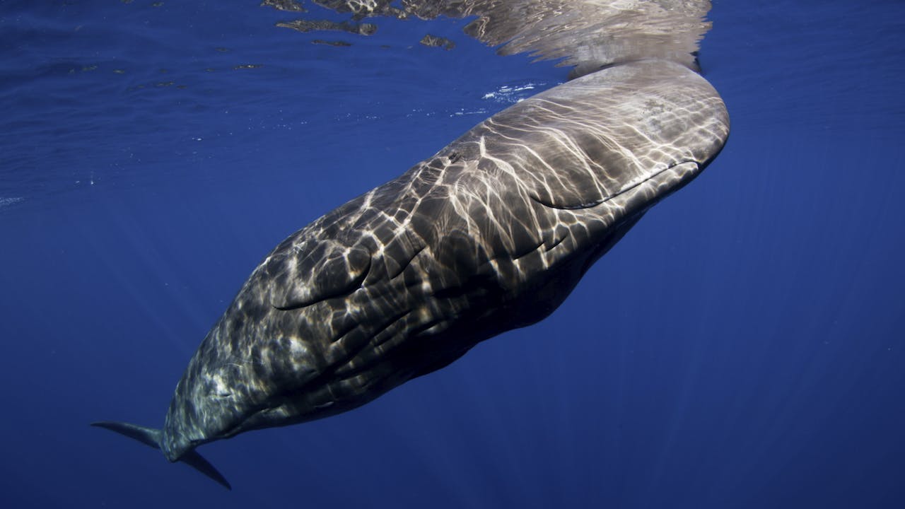 Moving Art Whales and Dolphins Moving Art Season 2 THE LOUIE CHANNEL