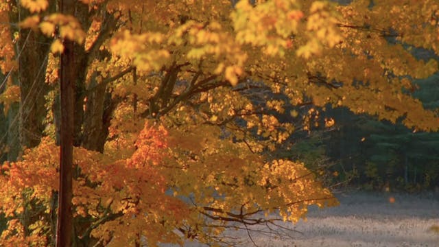 Autumn Splendor