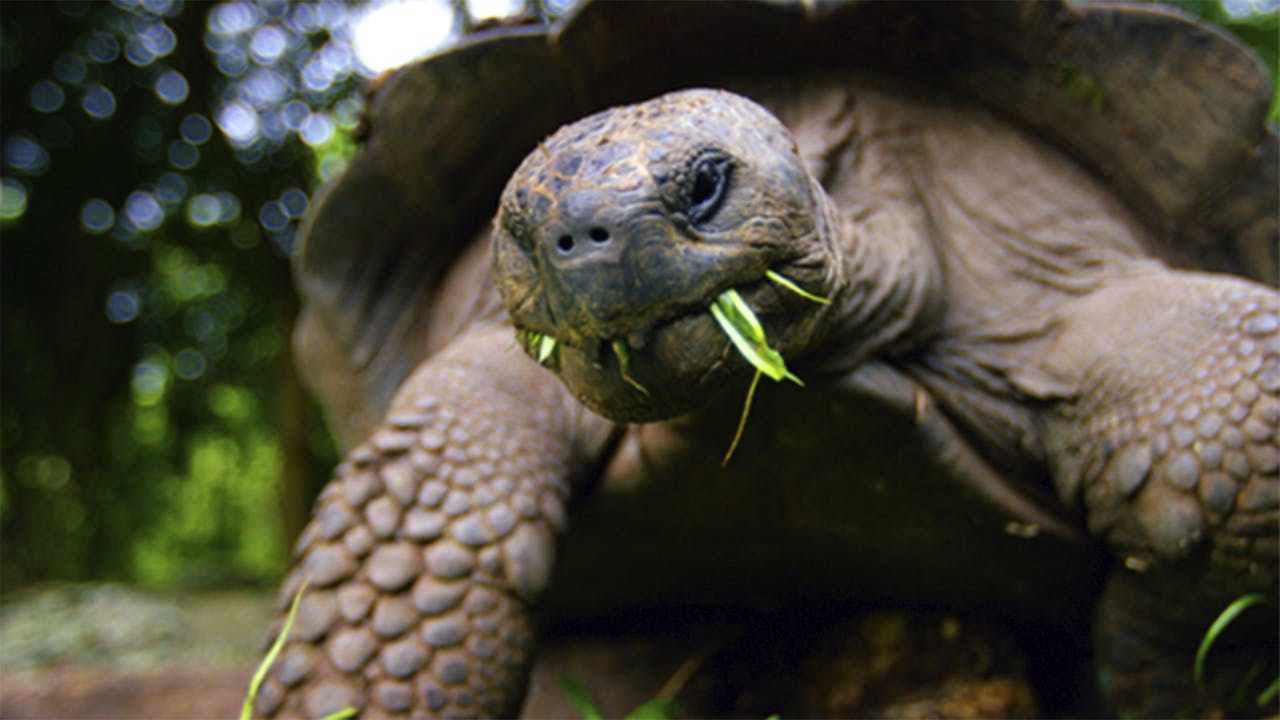 Moving Art Galapagos Moving Art Season 2 THE LOUIE CHANNEL