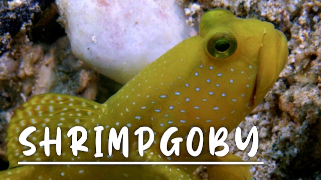 Shrimpgoby