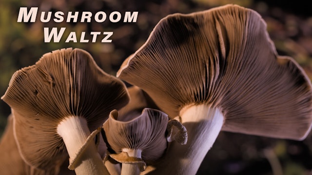 Mushroom Waltz