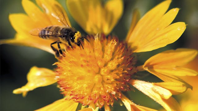 Can Mushrooms Save Honey Bees?