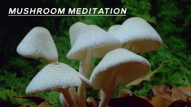 Mushroom Meditation